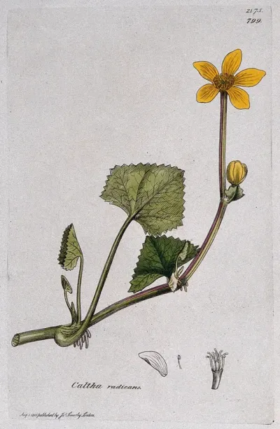 A plant (Caltha radicans) related to kingcups: flowering stem and floral segments