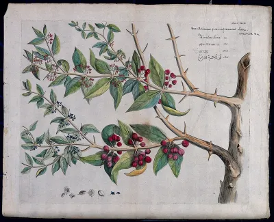 A plant (Canthium parviflorum) related to Ceylon boxwood: branch with flowers and fruits, separate flowers, fruit and sectioned fruit with seed