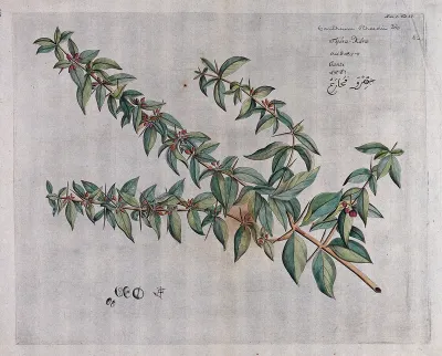 A plant (Canthium rheedii) related to Ceylon boxwood: branch with flowers and fruit and separate flowers, fruit and sectioned fruit with seed