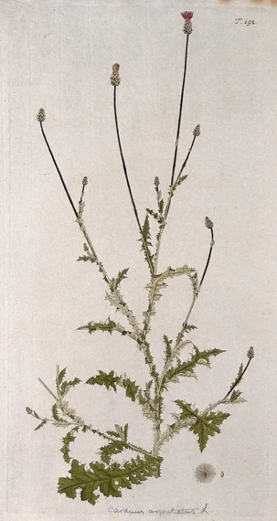 A plant (Carduus argentatus L.) related to scotch thistle: flowering stem with separate fruit and seed