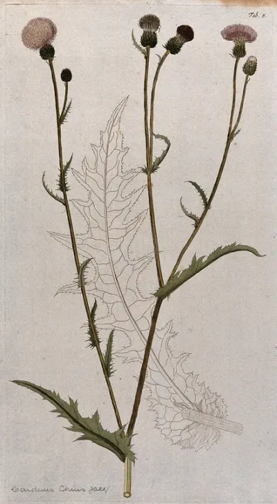A plant (Carduus chius Jacq.) related to scotch thistle: flowering stem with separate uncoloured leaf