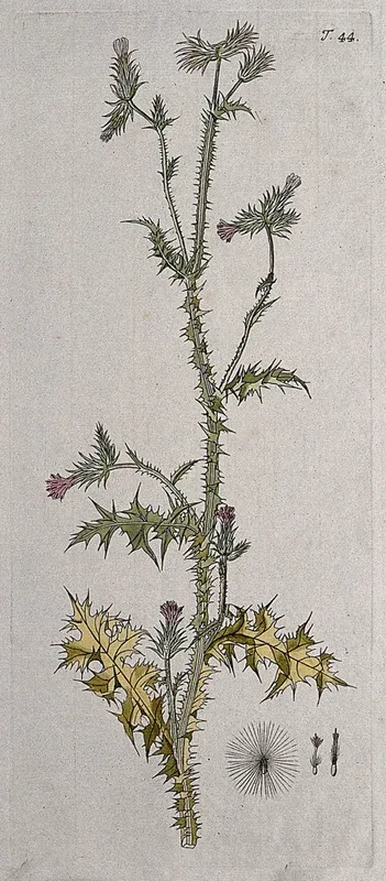 A plant (Carduus pycnocephalus L.) related to Scotch thistle: flowering stem with separate flowers and seed