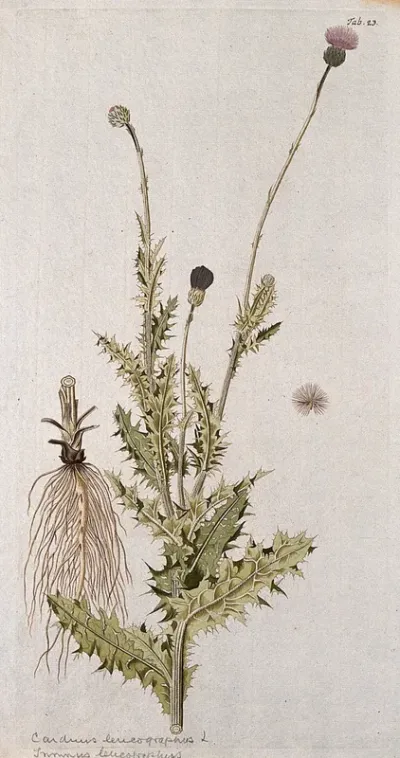 A plant (Carduus sp.) related to scotch thistle: flowering stem with separate root and seed