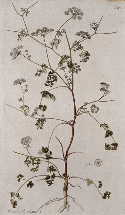 A plant (Carum bunius L.) related to caraway: flowering stem with part of root and separate flower and fruit