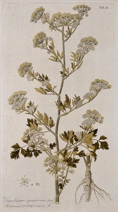 A plant (Carum peregrinum L.) related to caraway: flowering and fruiting stem with separate root, flower and fruit