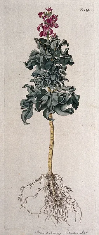 A plant (Cheiranthus fenestralis) related to wallflower: entire flowering plant