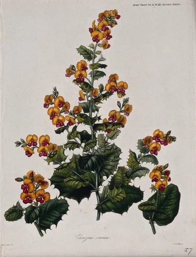 A plant (Chorizema varium): flowering stems