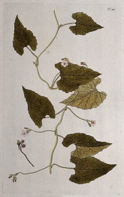 A plant (Convolvulus farinosus) related to bindweed: flowering stem with separate fruit and seed