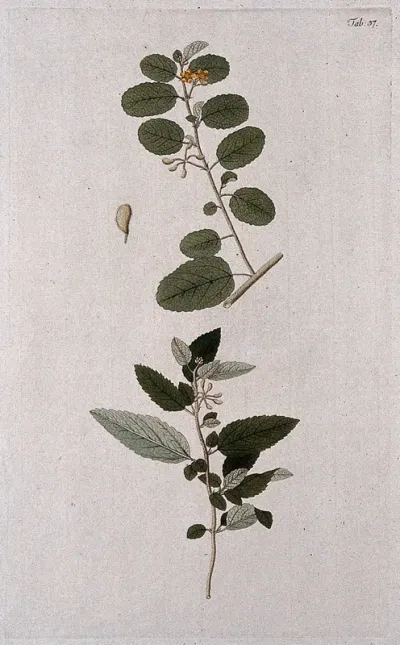 A plant (Corchorus hirsutus L.) related to jute: separate flowering and fruiting stems and single fruit