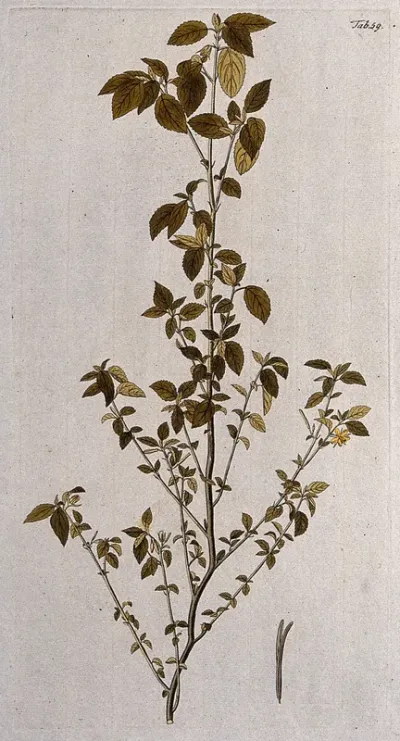 A plant (Corchorus siliquosus L.) related to jute: flowering stem with separate fruit and seed
