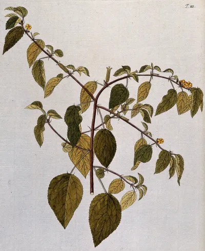 A plant (Corchorus trilocularis L.) related to jute: flowering and fruiting stem