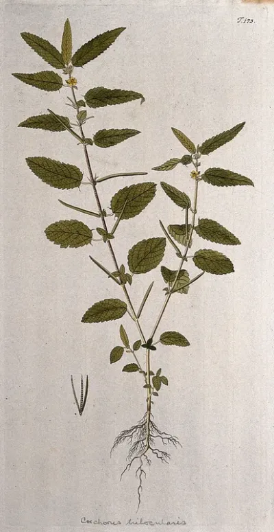 A plant (Corchorus trilocularis) related to jute: entire flowering and fruiting plant with separate fruit and seed