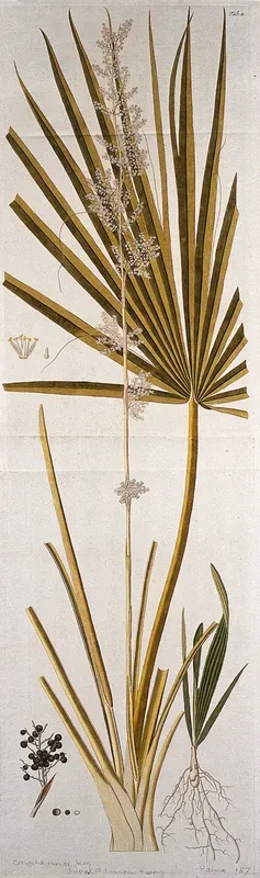 A plant (Corypha minor Jacq.) related to talipot palm: flowering stem with separate seedling, fruit and flower