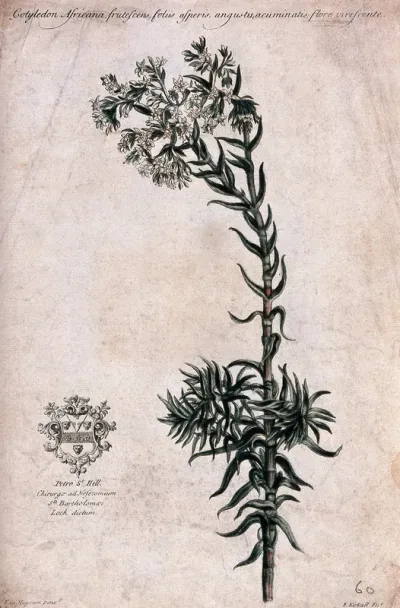 A plant (Cotyledon africana): flowering stem, with coat of arms of the dedicatee