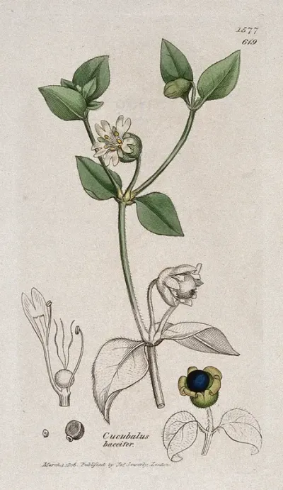 A plant (Cucubalus baccifer): flowering stem, fruit and floral segments