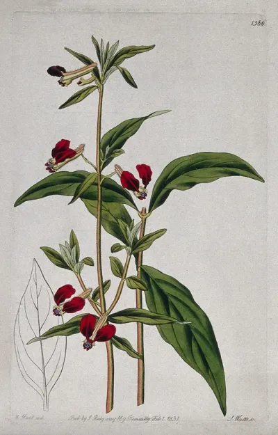 A plant (Cuphea longiflora): flowering stem and leaf