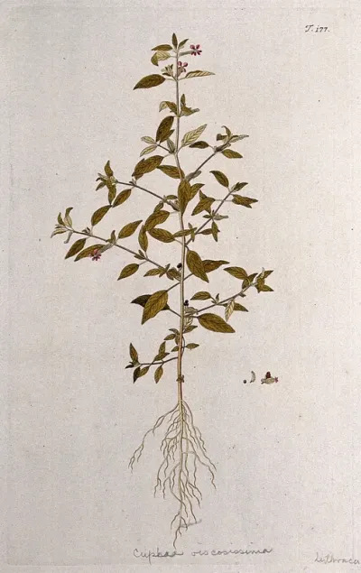 A plant (Cuphea viscosissima) related to the cigar flower: entire flowering and fruiting plant with separate flower and fruit