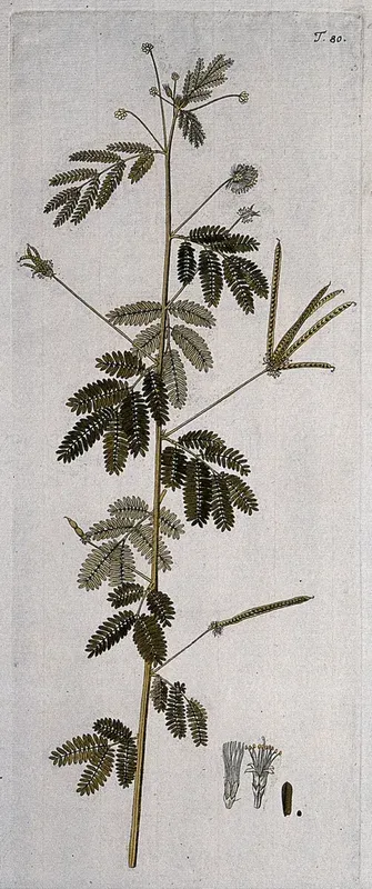 A plant (Desmanthus virgatus) related to the sensitive plant: flowering and fruiting stem with separate floral segments