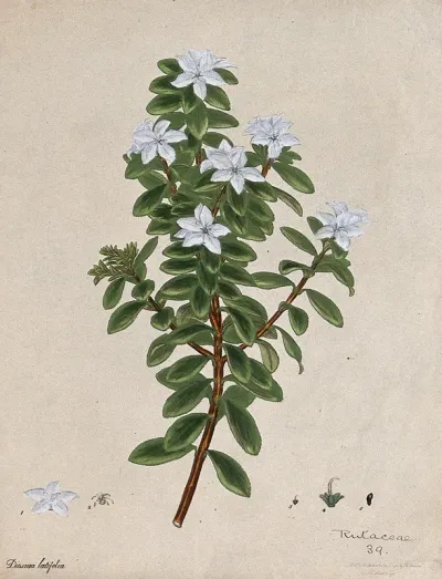 A plant (Diosma latifolia): flowering stem and floral segments