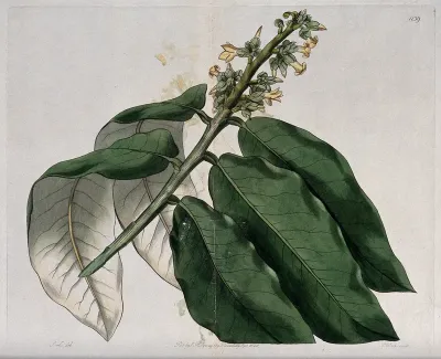 A plant (Diospyros mabola): flowering stem