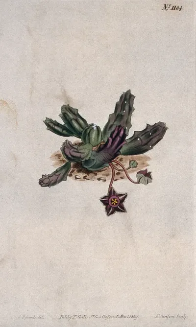 A plant (Duvalia elegans): flowering plant