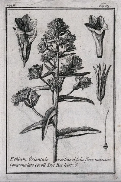 A plant (Echium orientale): flowering stem and floral segments