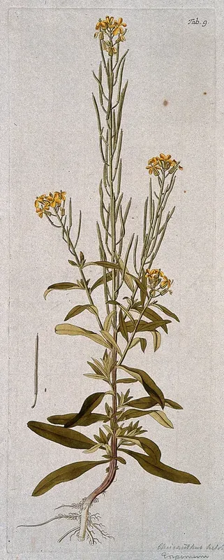 A plant (Erysimum murale) related to the wallflower: flowering stem with separate fruit and seed