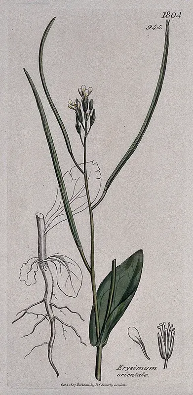 A plant (Erysimum orientale): flowering stem, root and floral segments