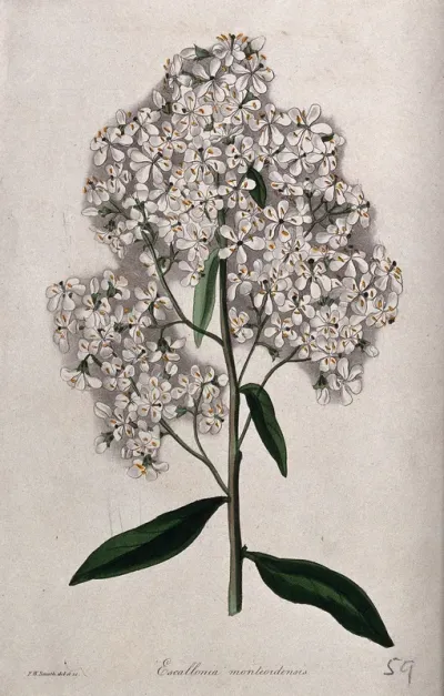 A plant (Escallonia montevidensis): flowering stem