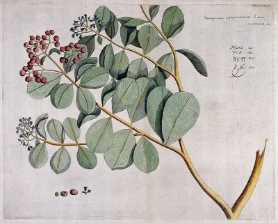 A plant (Eugenia corymbosa Lam.): branch with flowers and fruit, separate flowers and fruit and section of fruit with seed