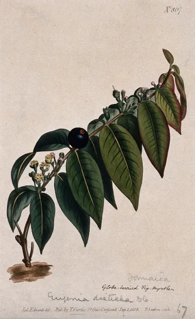 A plant (Eugenia disticha): flowering and fruiting stem