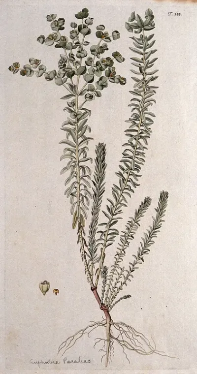 A plant (Euphorbia paralias) related to spurge: entire flowering plant with separate flower and fruit