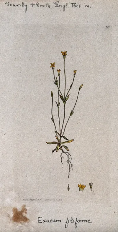 A plant (Exacum filiforme): entire flowering plant and floral segments