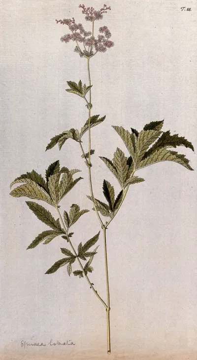 A plant (Filipendula rubra) related to dropwort: flowering stem
