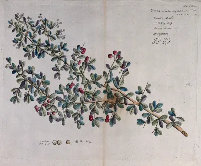 A plant (Flacourtia sepiaria): branch with flowers and fruit, separate flowers and fruit and sections of fruit and seeds