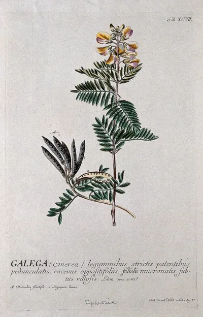 A plant (Galega cinerea) related to goat's rue: flowering and fruiting stems