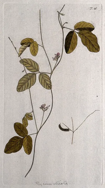 A plant (Glycine striata), related to soya bean: flowering stem with separate fruit and seed