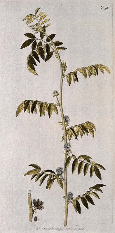 A plant (Glycyrrhiza echinata) related to liquorice plant: flowering stem with separate fruit