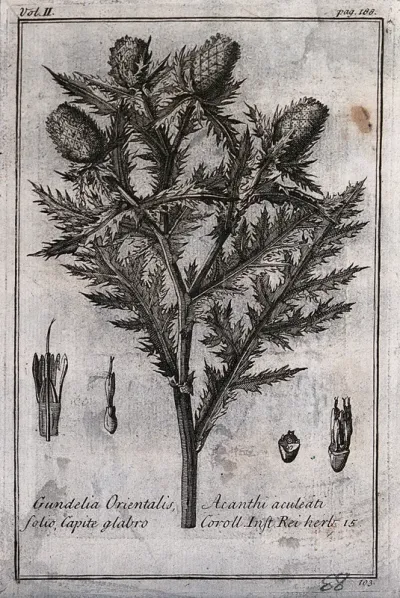 A plant (Gundelia tournefortii): flowering stem and floral segments