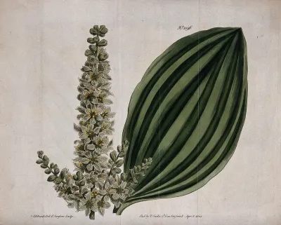A plant (Helonias viridis): flowering stem and leaf