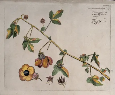 A plant (Hibiscus aculeatus Roxb.) related to China rose: branch with flowers and separate flower, fruits and seeds