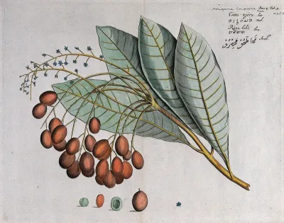 A plant (Holigarna arnottiana): branch with leaves, flowers and fruit and cross-sections of fruit and seed
