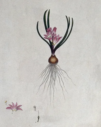 A plant (Hyacinthus corymbosus): entire flowering plant and floral segments