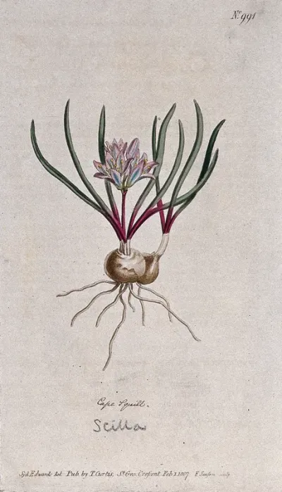 A plant (Hyacinthus corymbosus): flowering plant