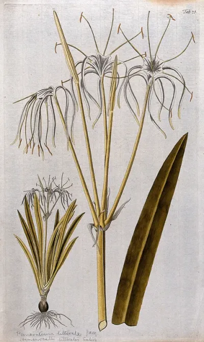 A plant (Hymenocallis littoralis Salisb.) related to Peruvian daffodil: large inflorescence with separate entire flowering plant and leaf tip