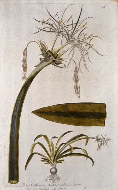 A plant (Hymenocallis sp.) related to Peruvian daffodil: large inflorescence with separate flowering plant and leaf tip