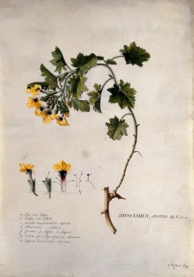 A plant (Hyoscyamus aureus): flowering stem and floral segments
