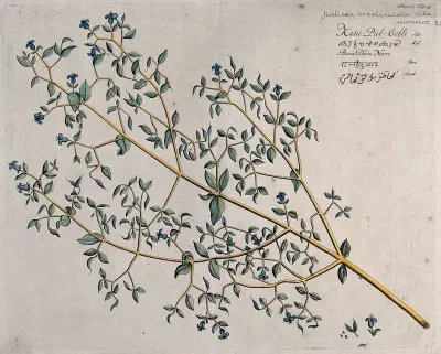 A plant (Justicia bicalyculata Willd.): branch with flowers and fruit and separate flower and opened fruit with seed
