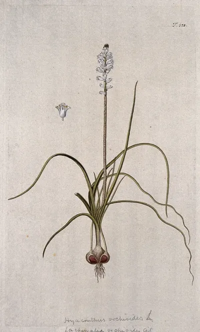 A plant (Lachenalia orchioides ) related to cape cowslip: entire flowering plant with separate flower