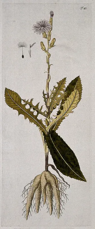 A plant (Lactuca tuberosa) related to lettuce: entire flowering plant with separate flower and seed